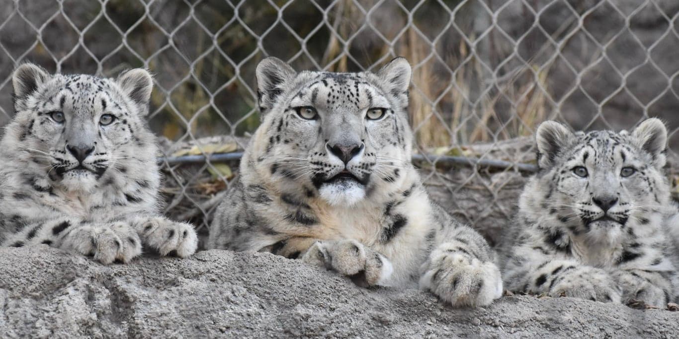 Image for Utah’s Hogle Zoo