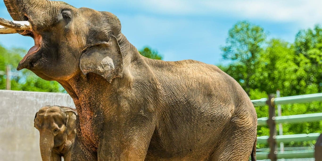 Image for Tulsa Zoo