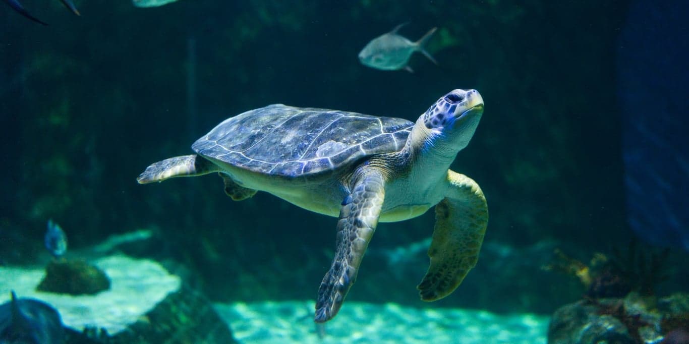 Image for Loveland Living Planet Aquarium