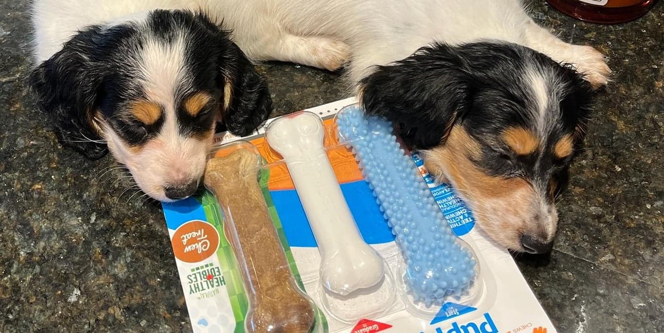 Image for All Pets Considered