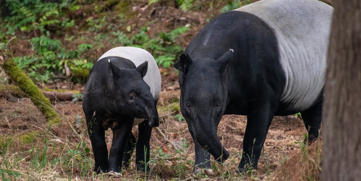 Image for The Zoo Society