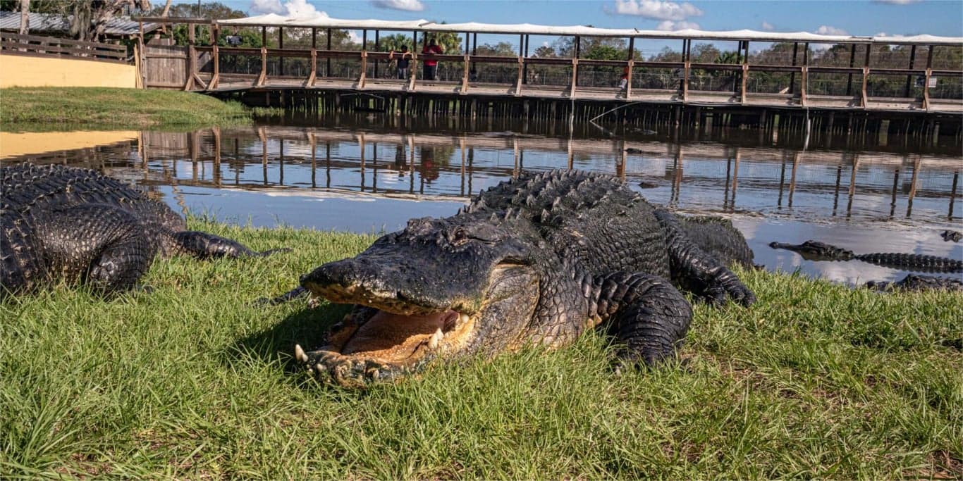 Image for Gatorama