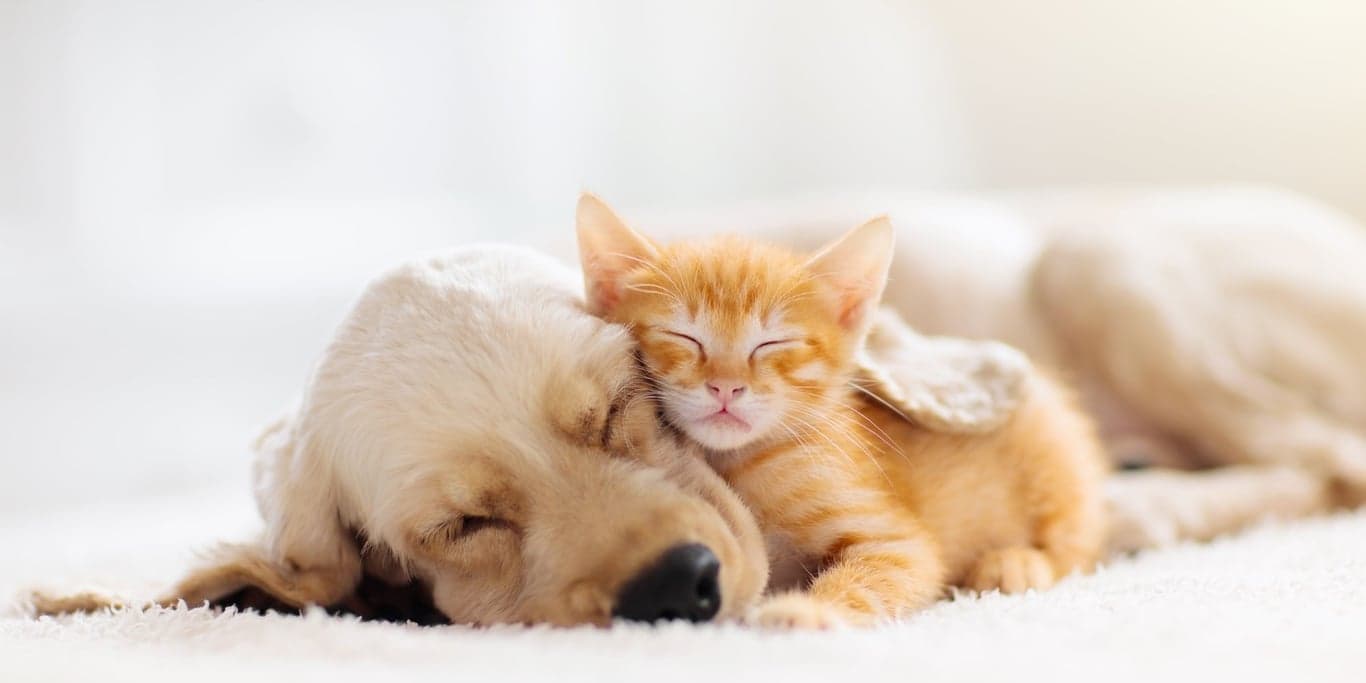 Image for 1800PetSupplies