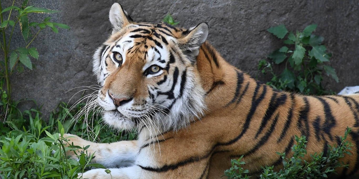 Image for Brookfield Zoo Chicago