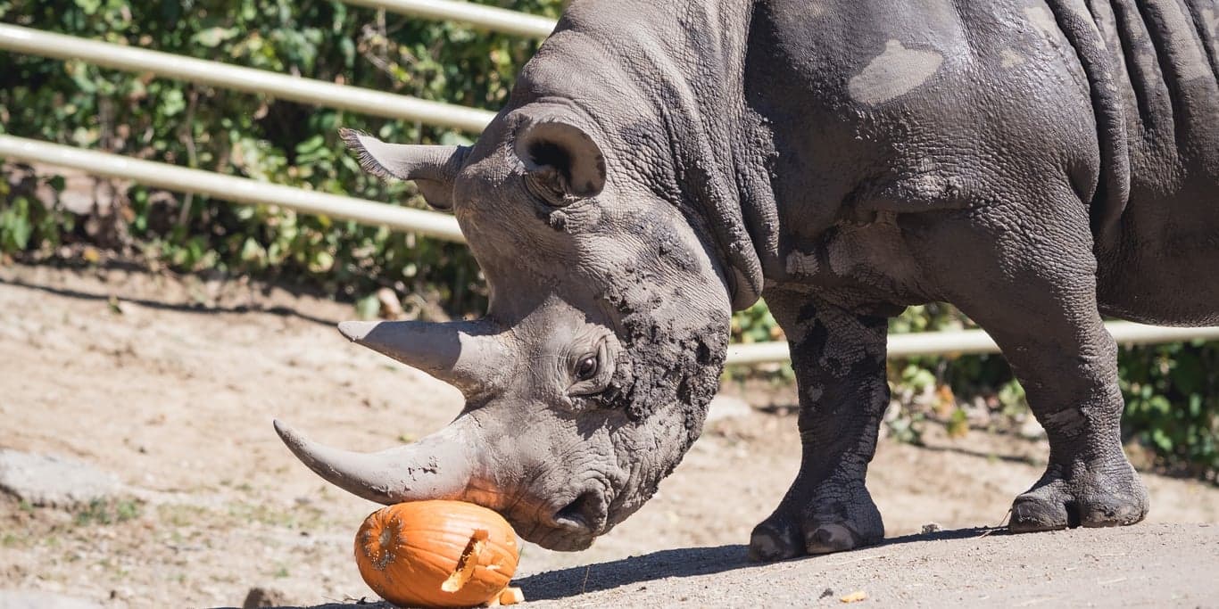 Image for Blank Park Zoo