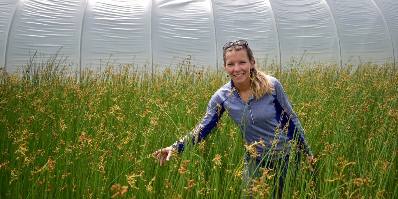 Image for Delmarva Native Plants
