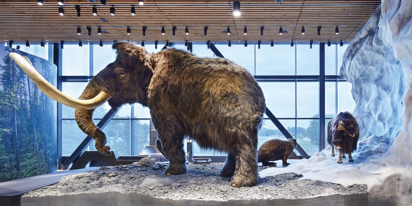 Image for Bell Museum