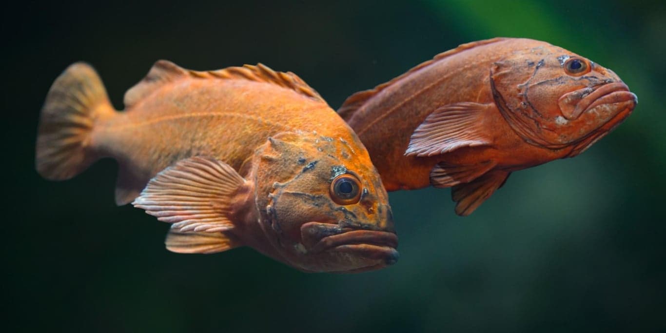 Image for Seattle Aquarium