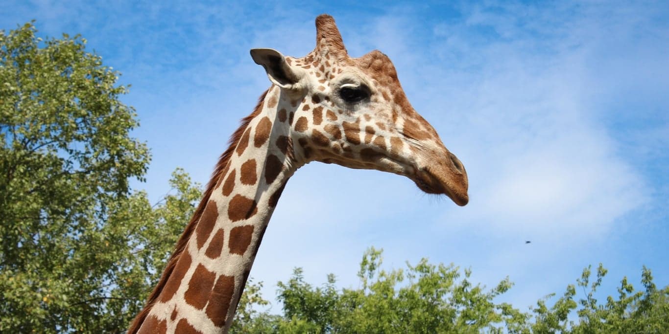 Image for Chattanooga Zoo