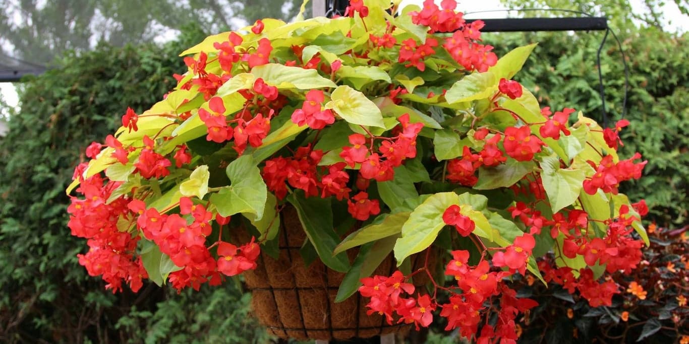 Image for Groovy Plants Ranch