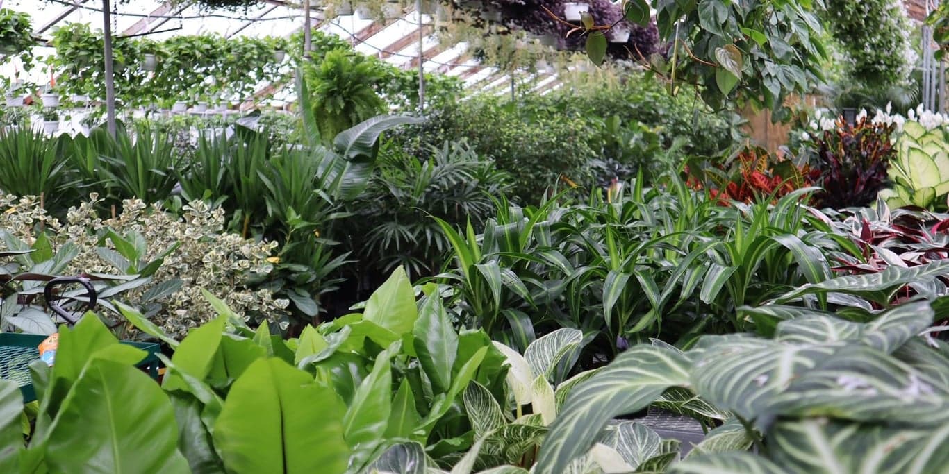 Image for Claussen's Florist & Greenhouse 