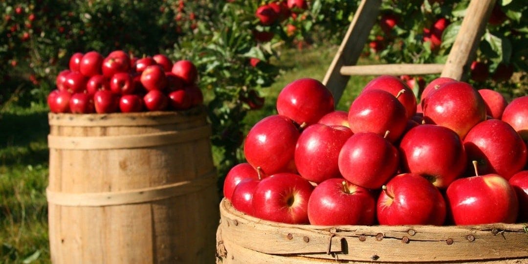 Image for Soergel Orchards