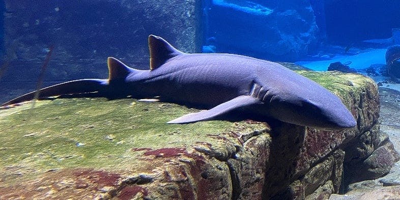 Image for Long Island Aquarium