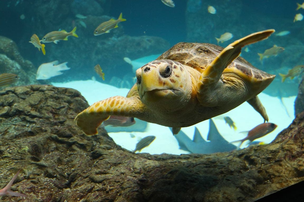 Image for The Florida Aquarium