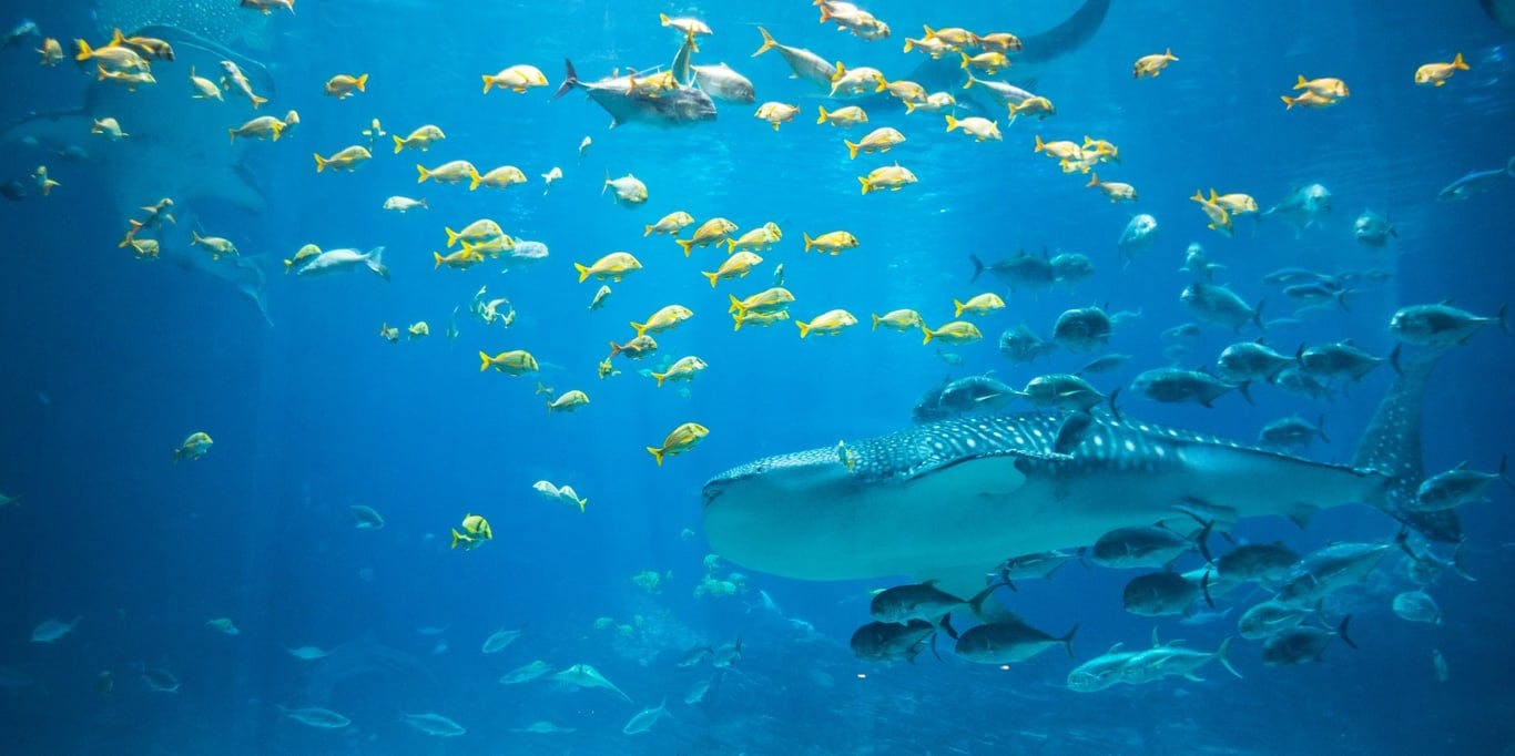 Image for Georgia Aquarium